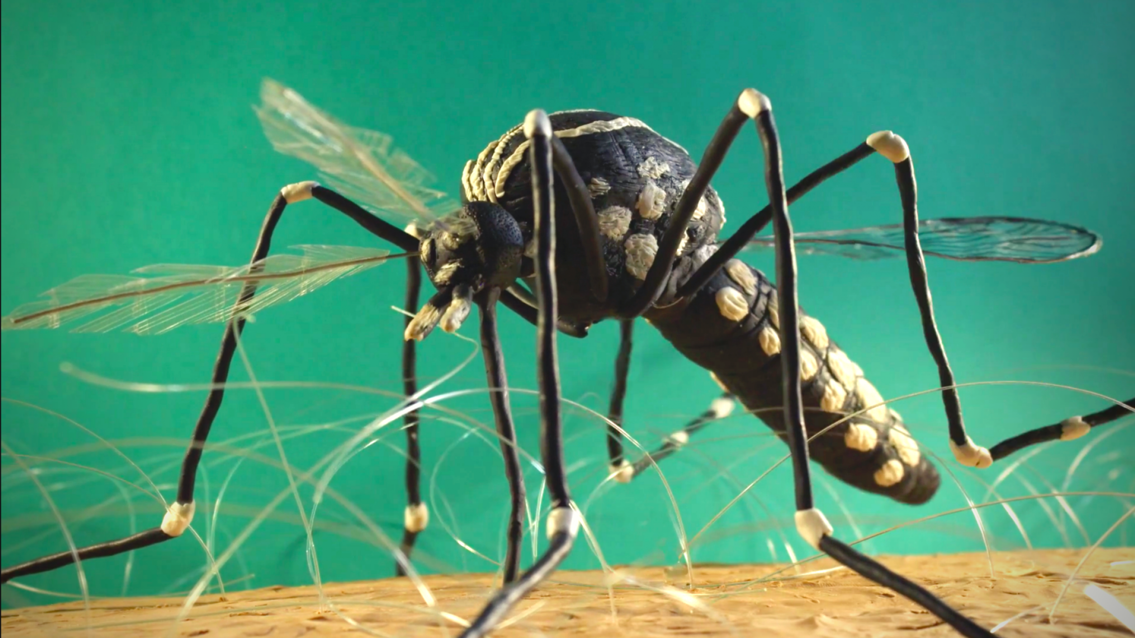 Esperanza De Vida De Un Mosquito